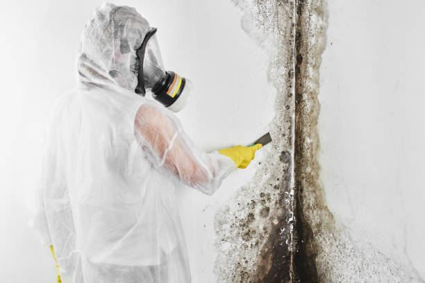 Best Toxic Mold Removal  in New Holland, PA