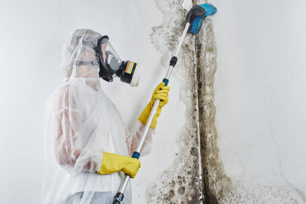 Best Commercial Mold Removal  in New Holland, PA