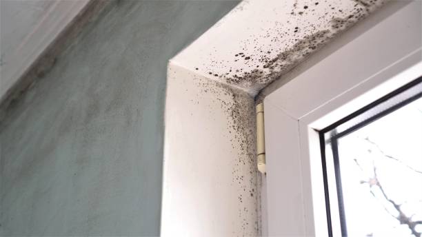 Home Mold Removal in New Holland, PA