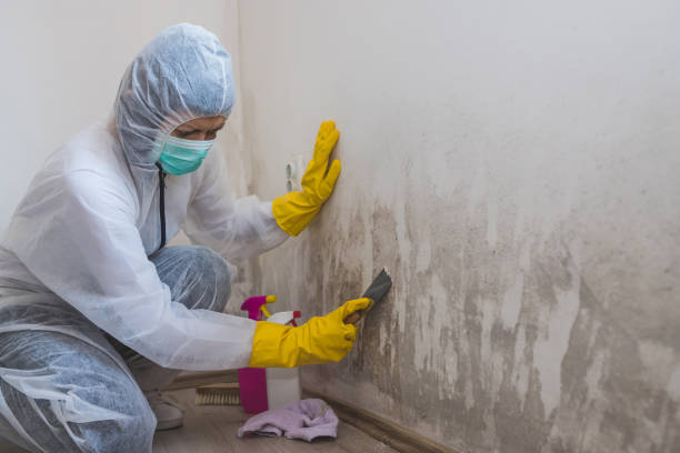 Mold Removal and Inspection in New Holland, PA