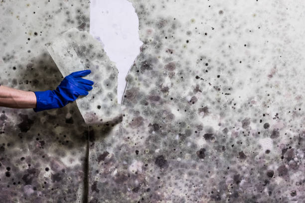 Best Certified Mold Removal  in New Holland, PA